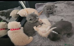 British Shorthair cats for sale: Pretty British shorthair  - Image 16
