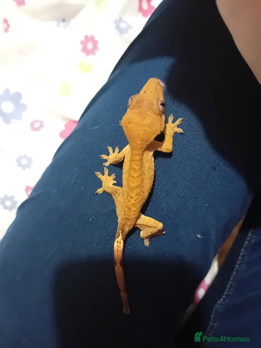 Lizard reptiles for sale: Several baby crested geckos for sale - Advert 11