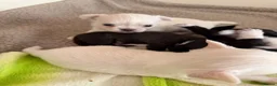 Chihuahua dogs for sale: Beautiful Chihuahua Boys 🐾 - Advert 12