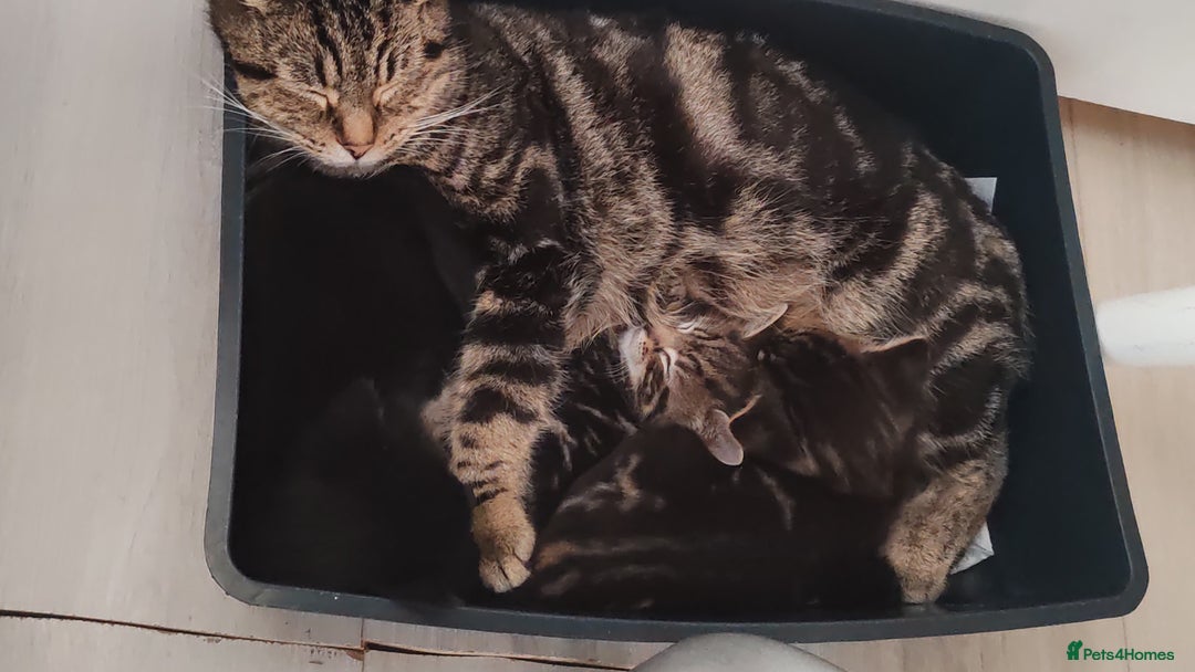 Mixed Breed cats for sale: Ch417dp  - Image 16