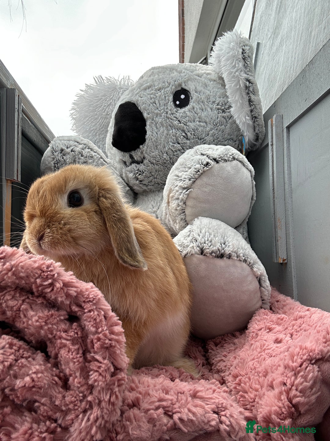 Mini Lop rabbits for sale: Mini lops for sale  - Image 8