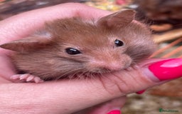 Hamster rodents for sale: Baby hamsters for sale  - Image 19