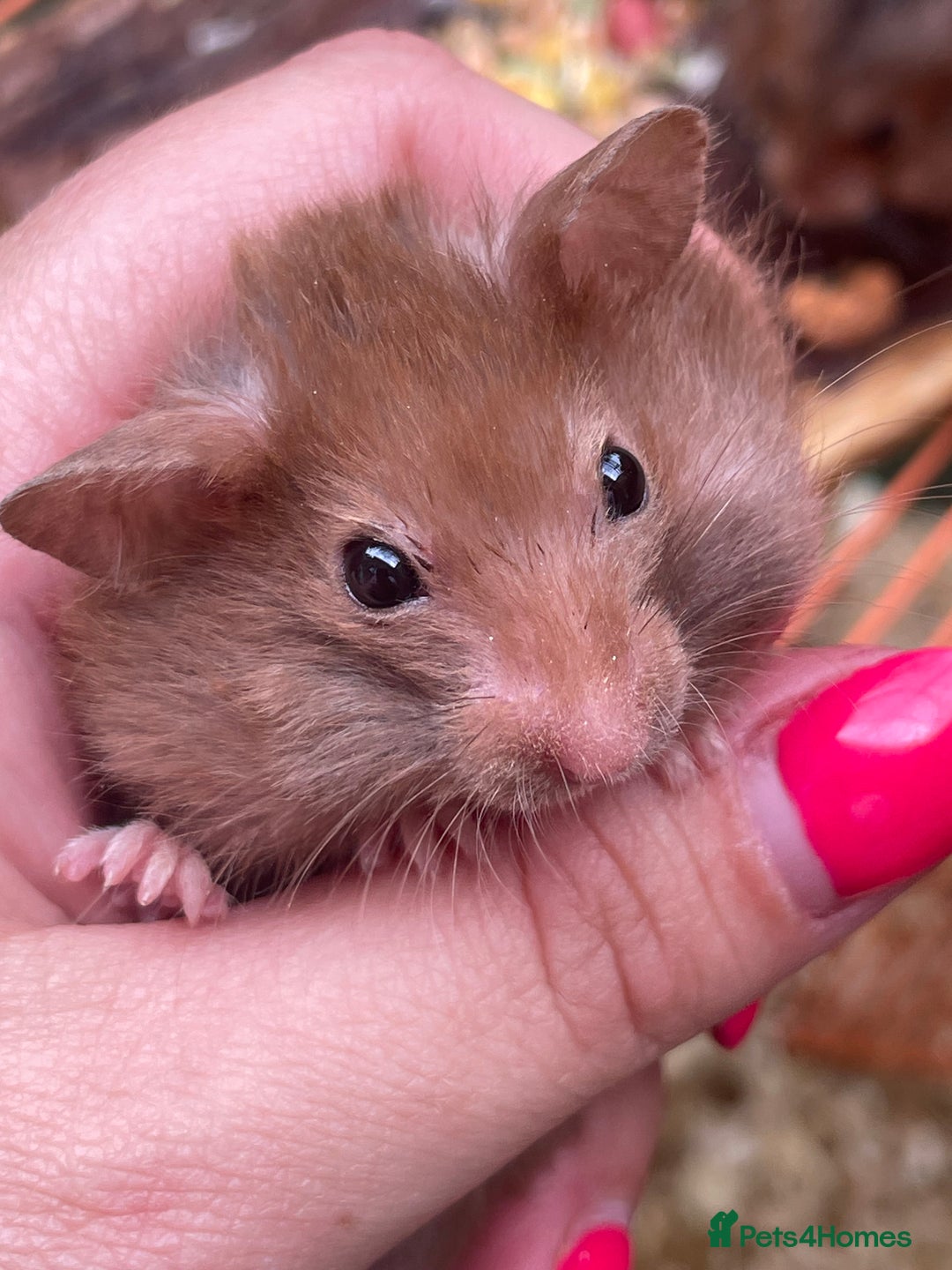 Hamster rodents for sale: Baby hamsters for sale  - Image 19