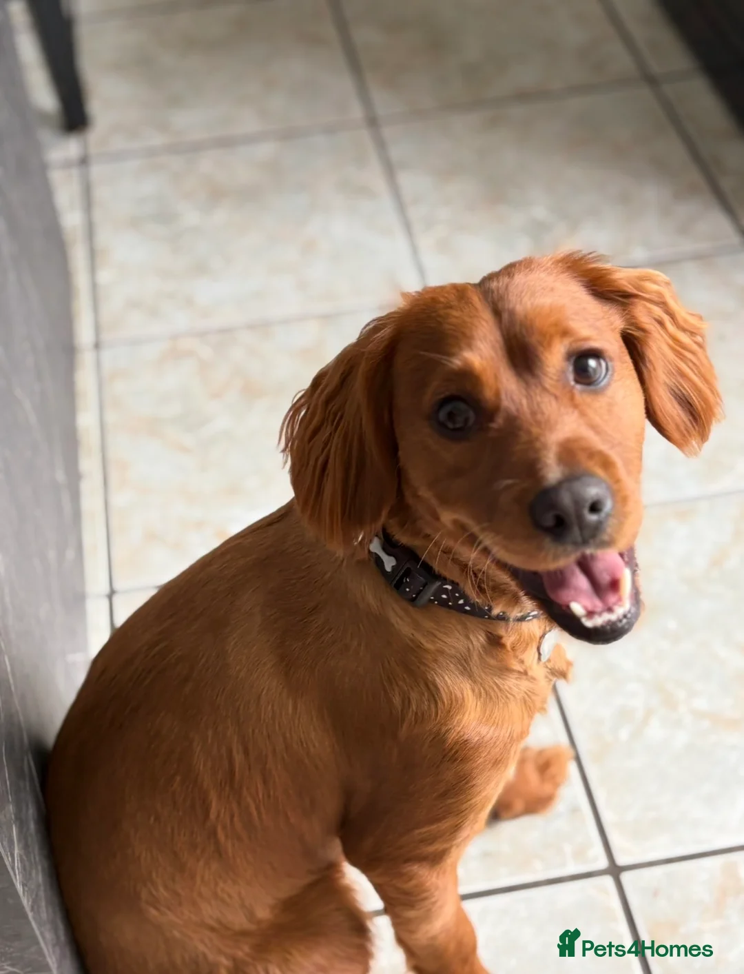 Cockapoo dogs for sale: 16 Month old Cockapoo in Manchester - Advert 1