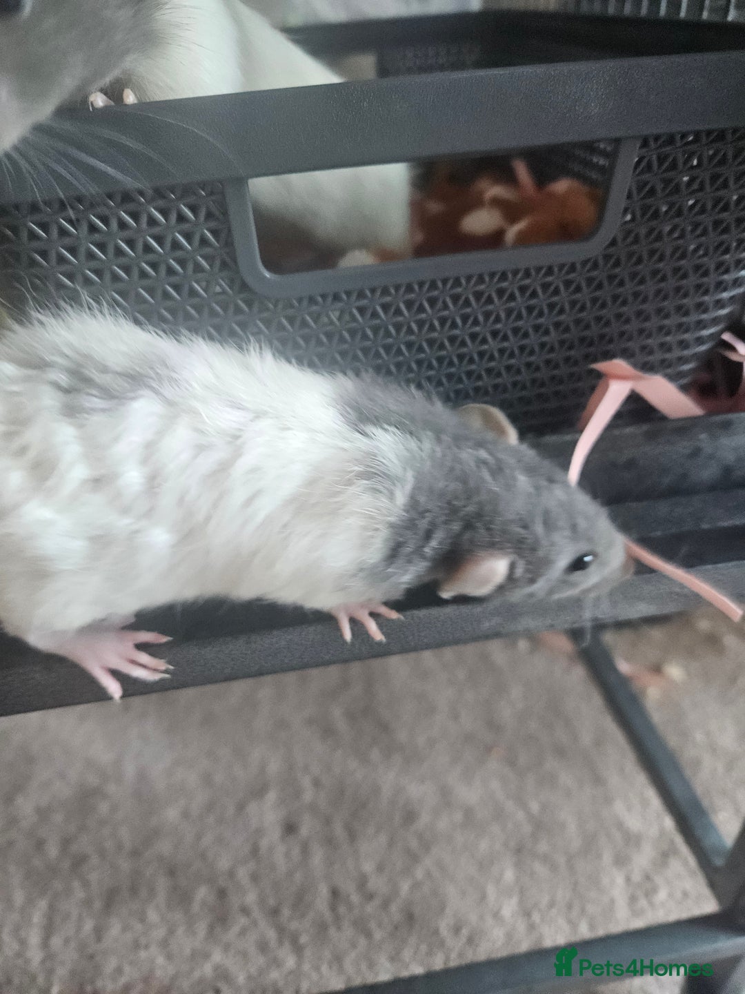 Rat rodents for sale: Rats  - Image 9