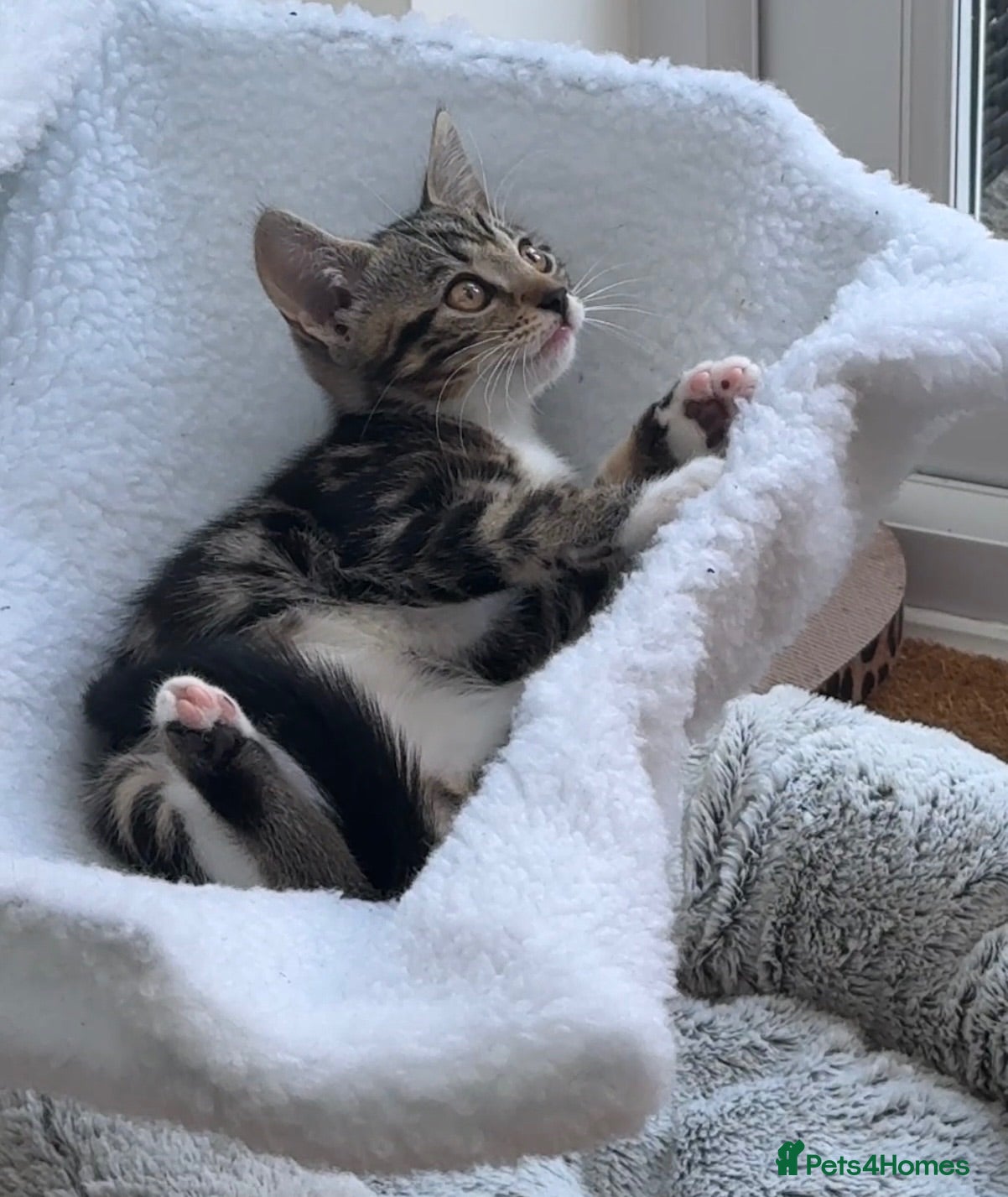 Mixed Breed cats Beautiful Bengal X Female Kitten - Advert 10