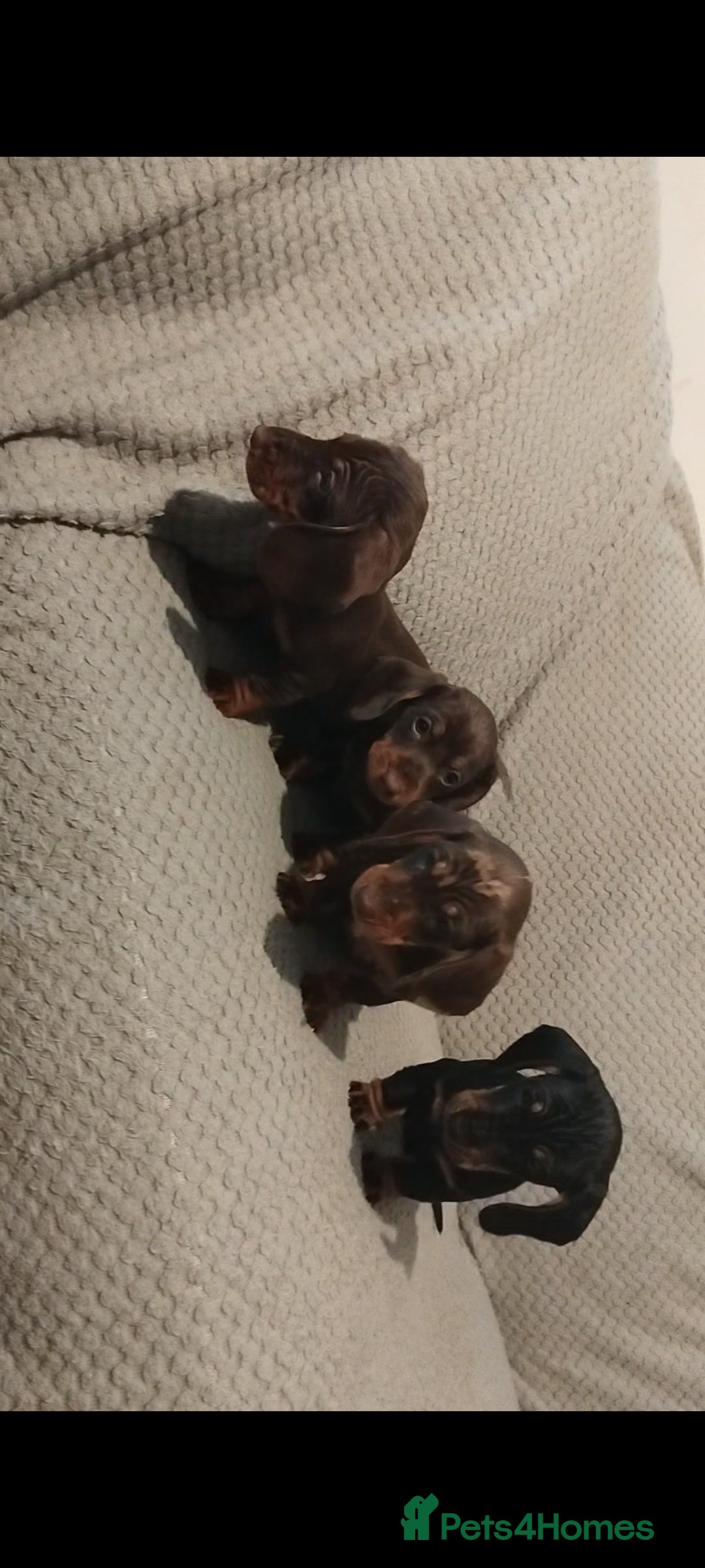 Dachshund dogs for sale: Dachshund puppies - Advert 10