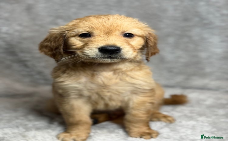 Golden Retriever dogs Beautiful chunkygolden’s READY TO LEAVE NEXT WEEK  - Advert 8