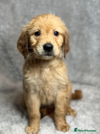Golden Retriever dogs Beautiful chunkygolden’s READY TO LEAVE NEXT WEEK - Advert 8