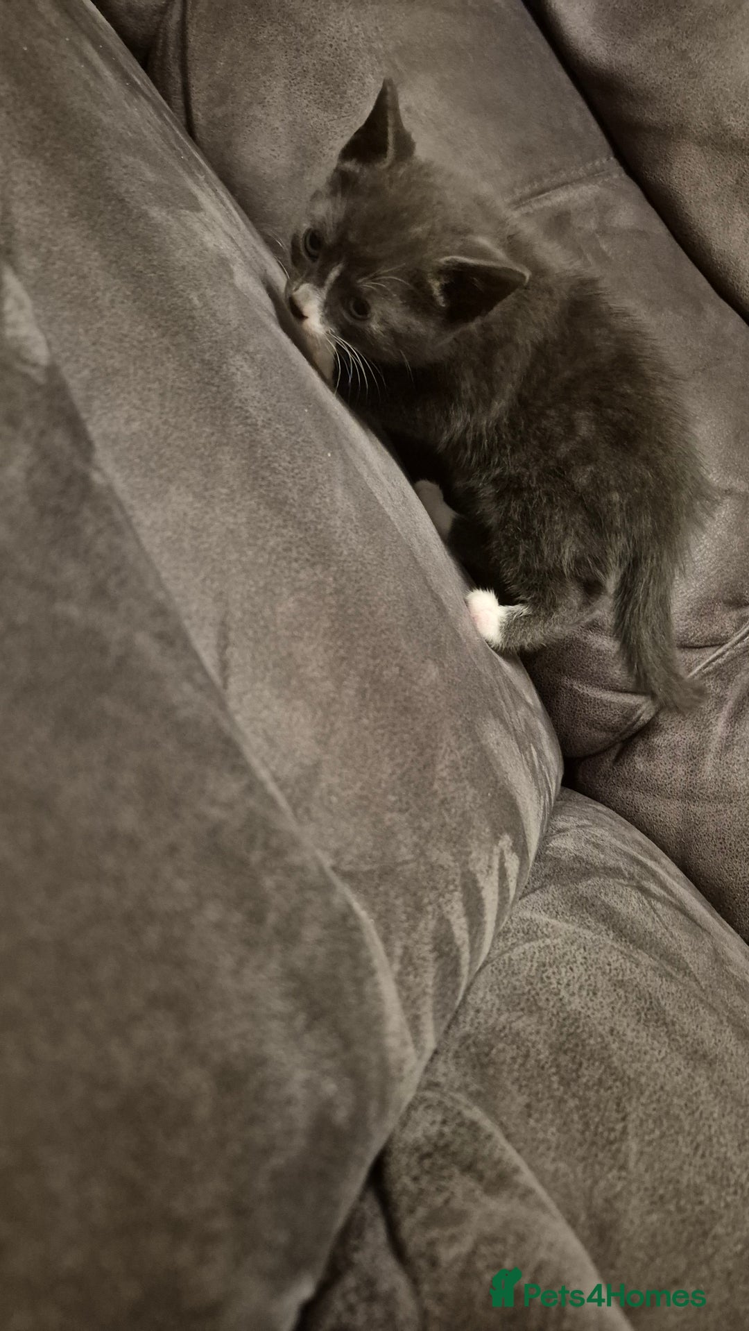 Mixed Breed cats for sale: Kittens  - Advert 6