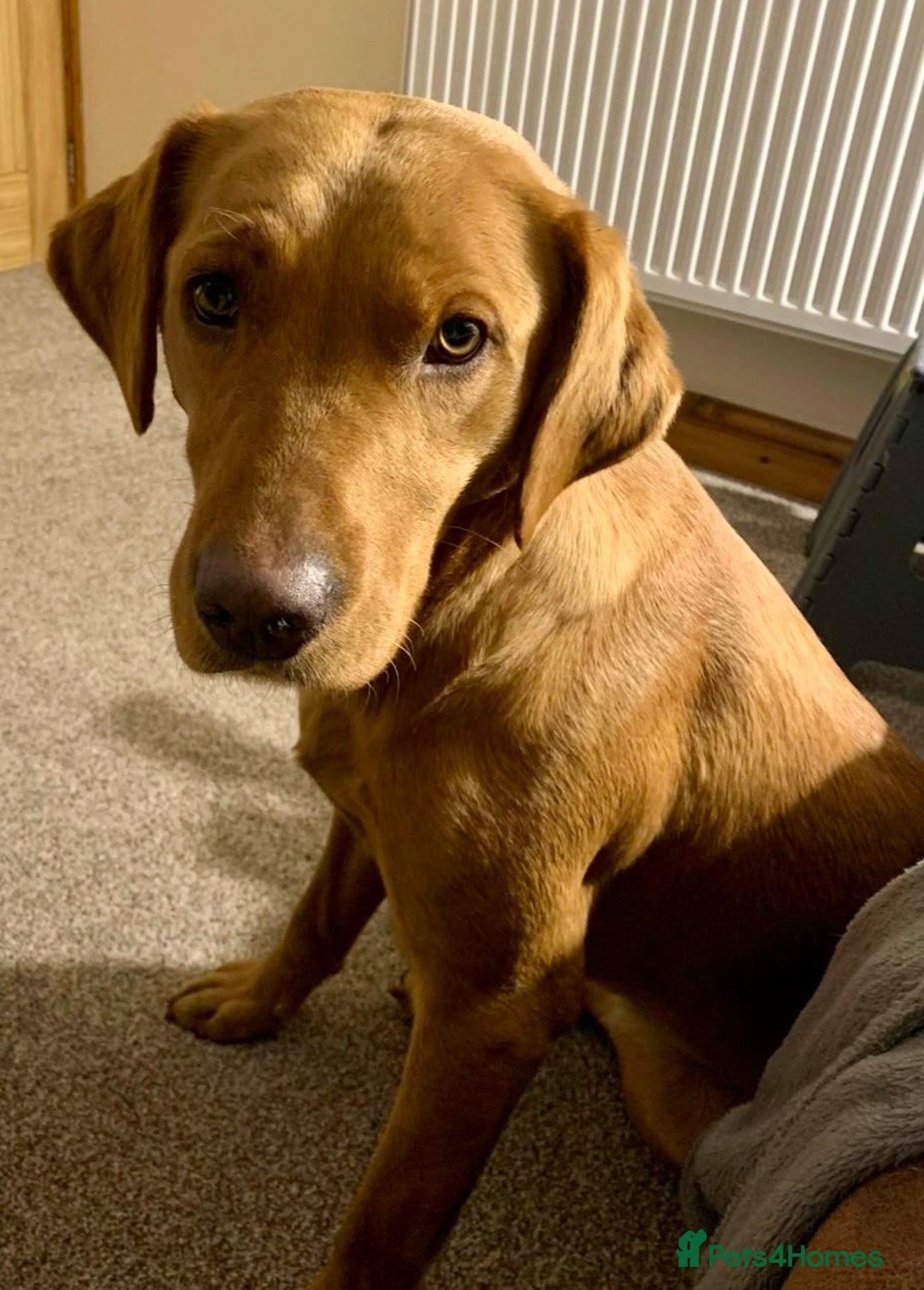 Labrador Retriever dogs for sale: Reluctant sale of KC registered Fox Red Labrador  - Image 3