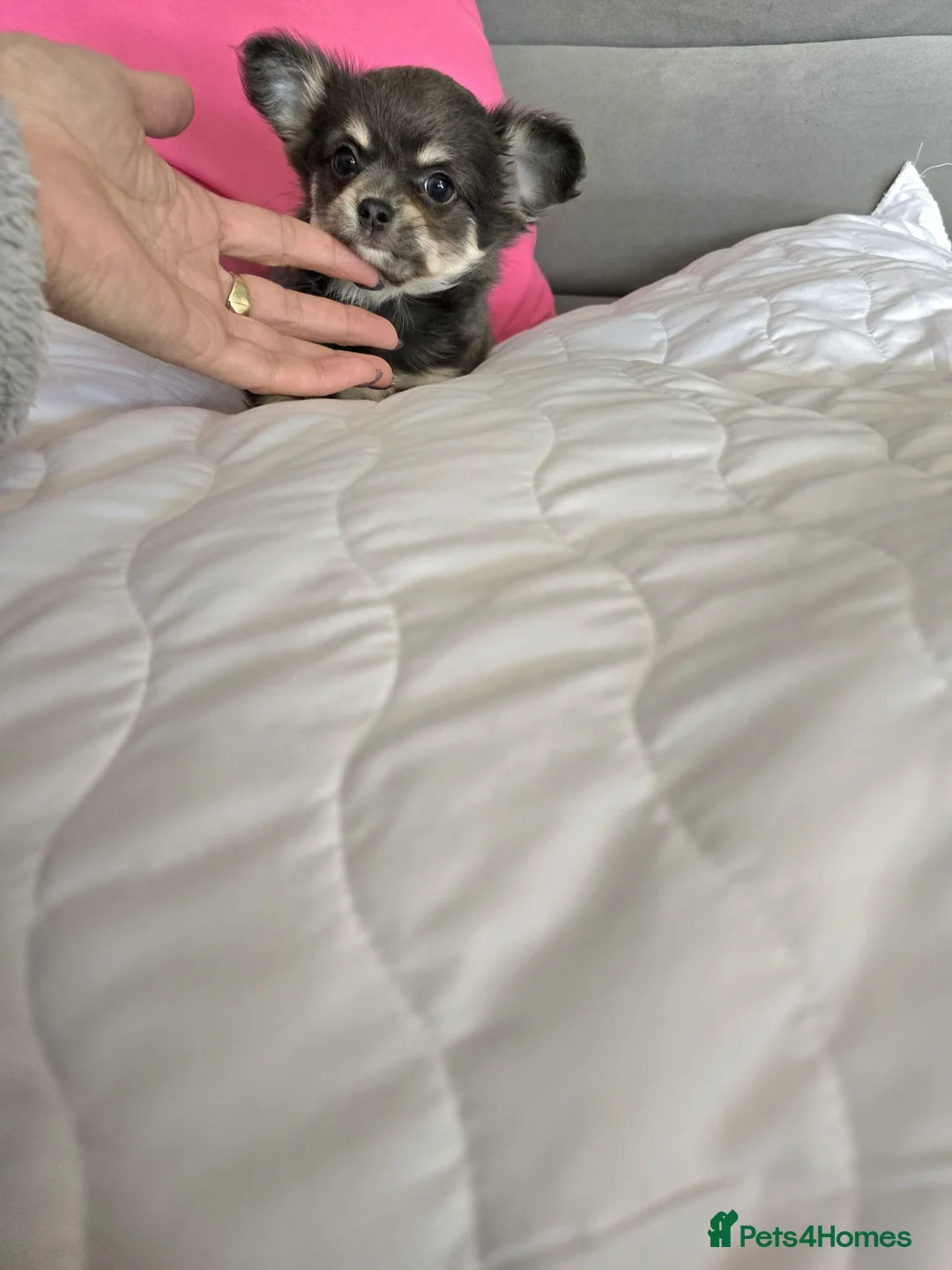 Chihuahua dogs for sale: Long haired Blue Chihuahua puppies  - Advert 3