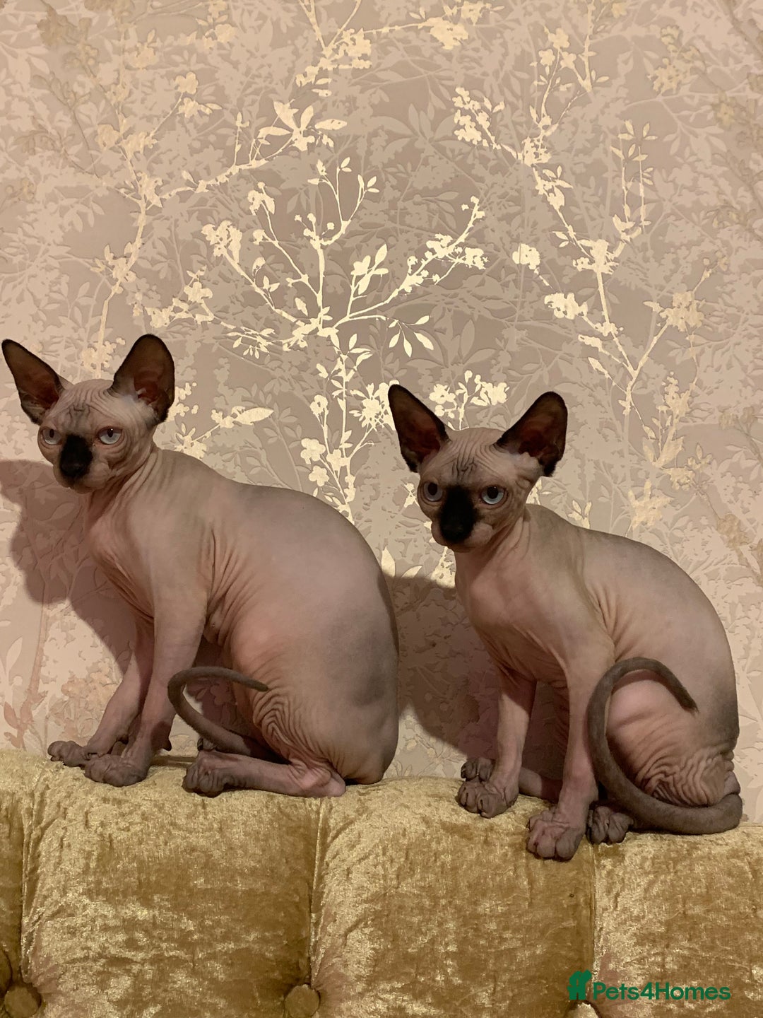 Sphynx cats for sale: Canadian sphynx  - Advert 6