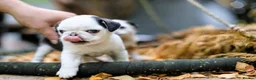 Pug dogs for sale: Panda pugs in Bishop Auckland - Advert 5