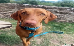 Hungarian Vizsla dogs for sale: Litter expected - Image 4