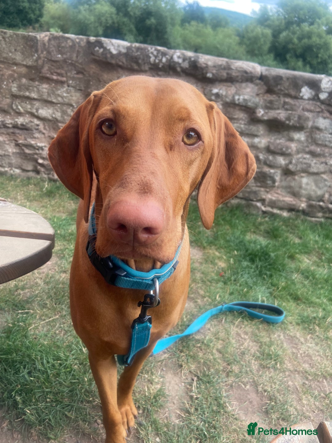 Hungarian Vizsla dogs for sale: Litter expected - Image 4