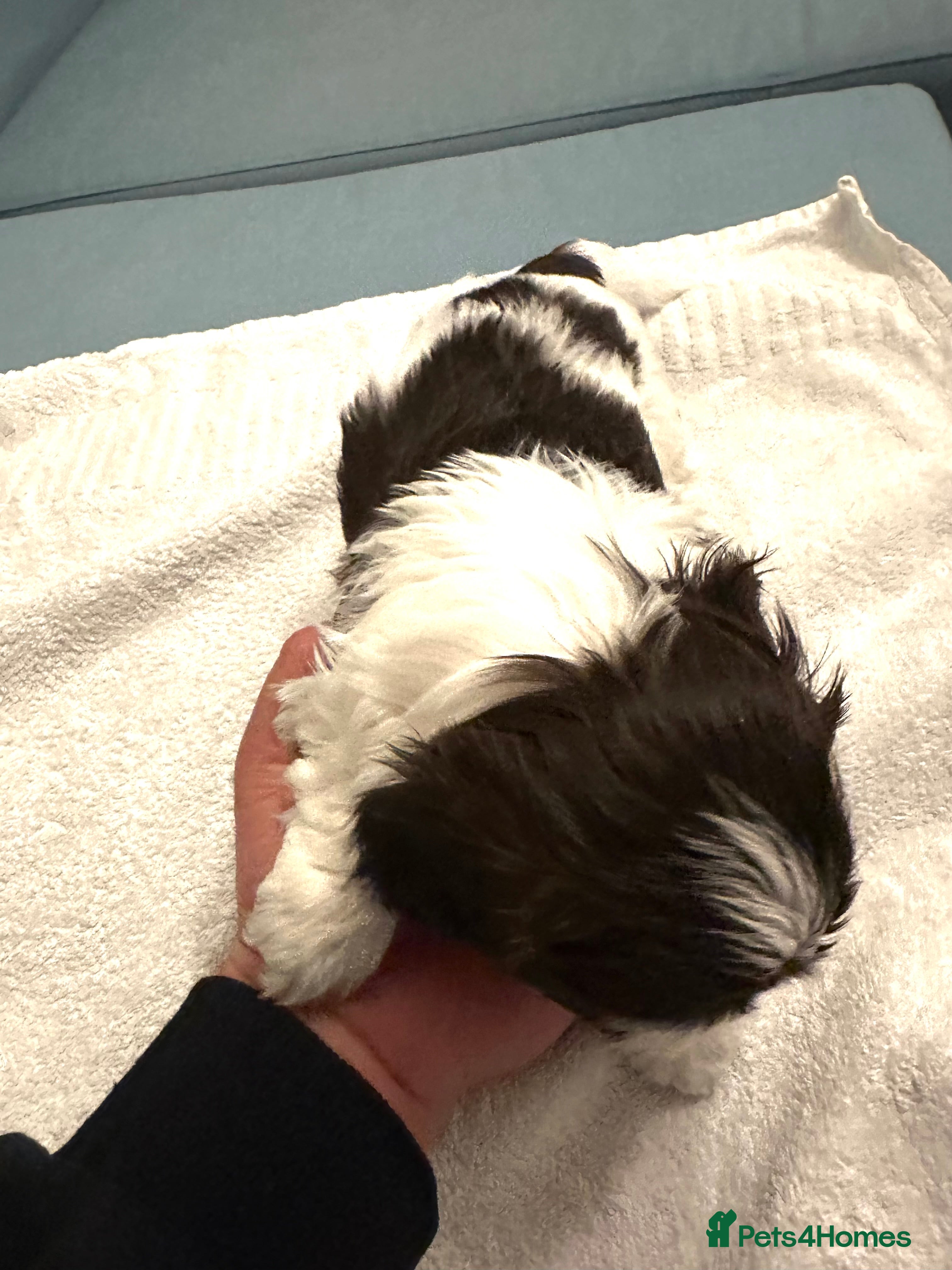 Mixed Breed Puppy 9