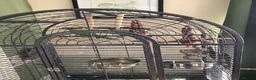 Ringnecks birds for sale: Two young ringnecks and large parrot cage - Advert 4