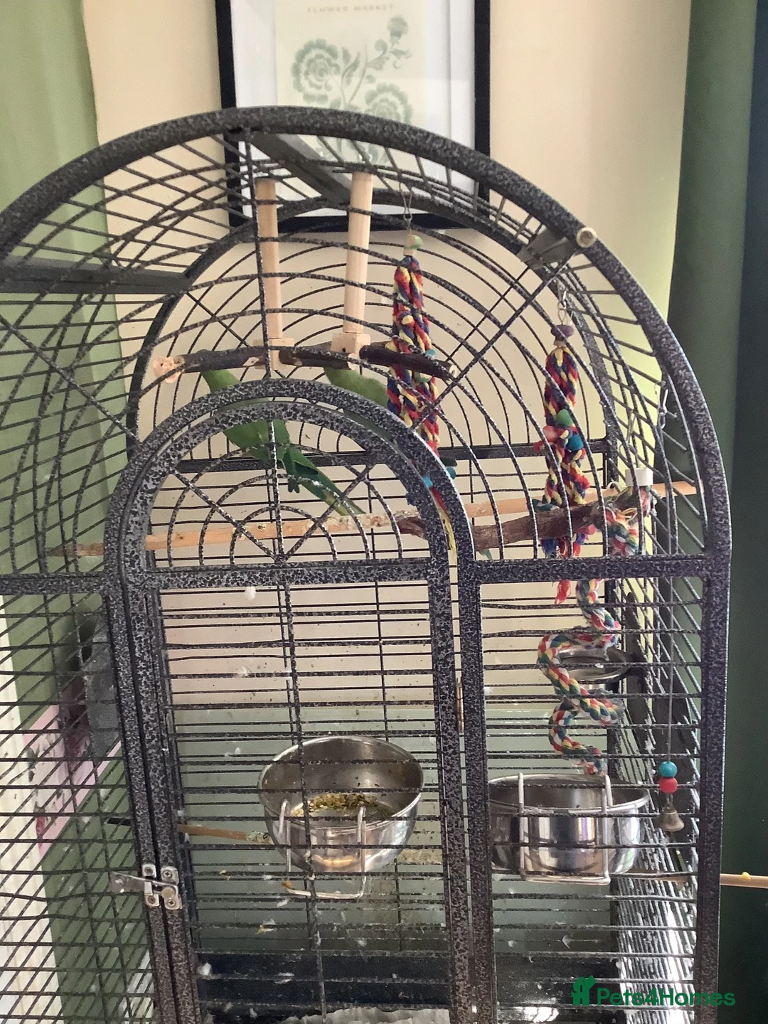 Ringnecks birds for sale: Two young ringnecks and large parrot cage - Advert 4