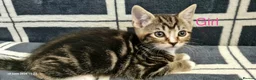 Mixed Breed cats for sale: 6 Beautiful Kittens  - Advert 11