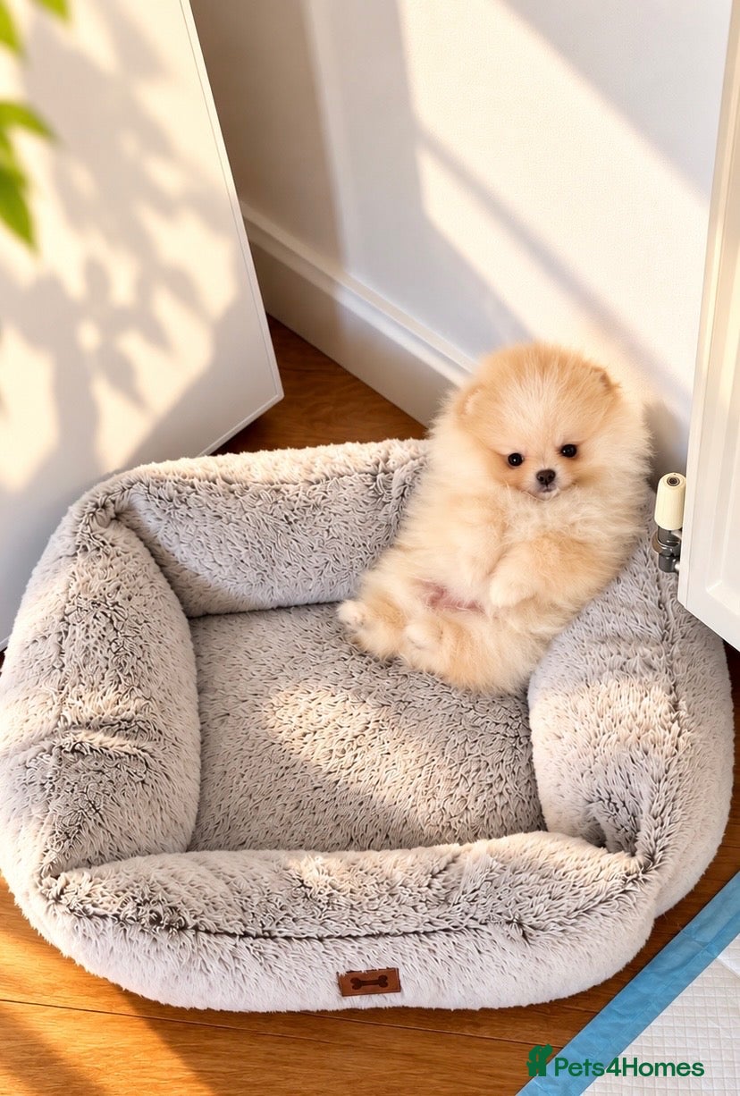 Pomeranian dogs Super Small Beautiful KC Pomeranian Girl! - Advert 11