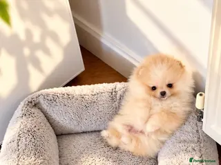 Pomeranian dogs Super Small Beautiful KC Pomeranian Girl! - Advert 11