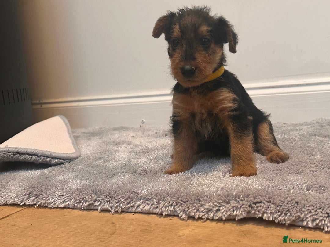 Airedale Terrier dogs for sale: Champion Coralita Airedale puppies  - Image 10
