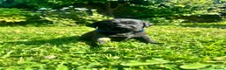 Labrador Retriever dogs for sale: Exceptional KC Labrador Puppies from Working Line  - Advert 30