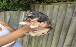 Cocker Spaniel dogs for sale: Beautiful KC Cocker Spaniel puppy’s. - Image 9