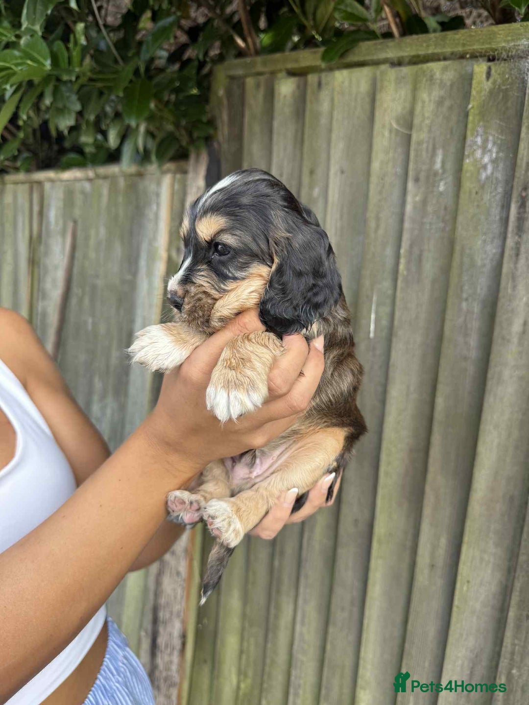 Cocker Spaniel dogs for sale: Beautiful KC Cocker Spaniel puppy’s. - Image 9