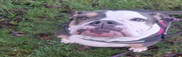 Olde English Bulldogge dogs for sale: Beautiful Lady  - Advert 11
