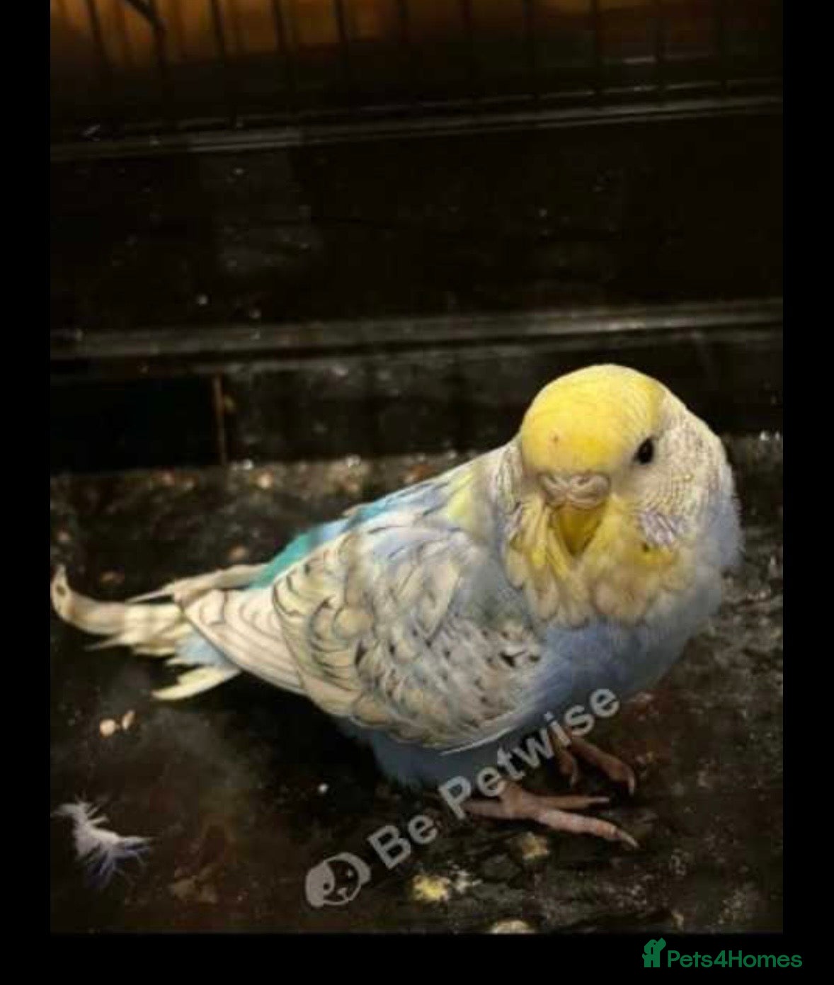 Budgerigars birds Young Budgies for sale  - Advert 1