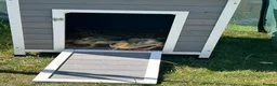 Ducks poultry for sale: Beautiful Miniature Silver Appleyard ducklings - Advert 4