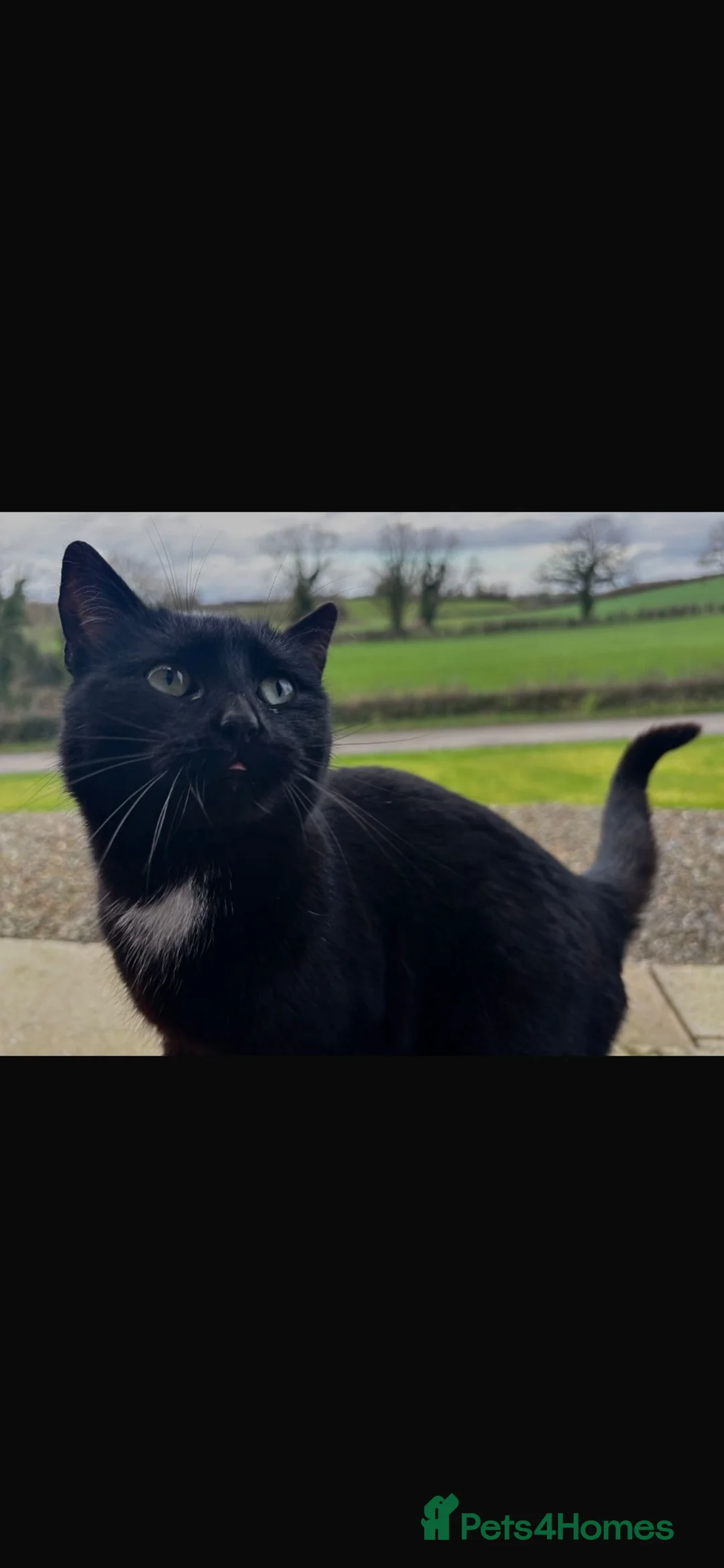 Mixed Breed cats for sale: 4 Kittens, mixed breed - Advert 12