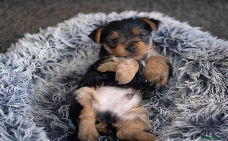 Yorkshire Terrier dogs YORKSHIRE TERRIER PUPS  - Advert 1