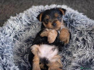 Yorkshire Terrier dogs for sale: YORKSHIRE TERRIER PUPS - Advert 1