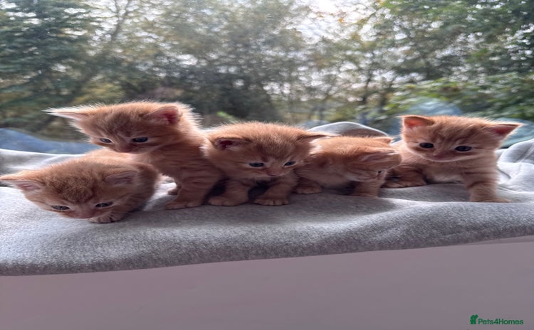 Domestic Shorthair cats - Advert 3