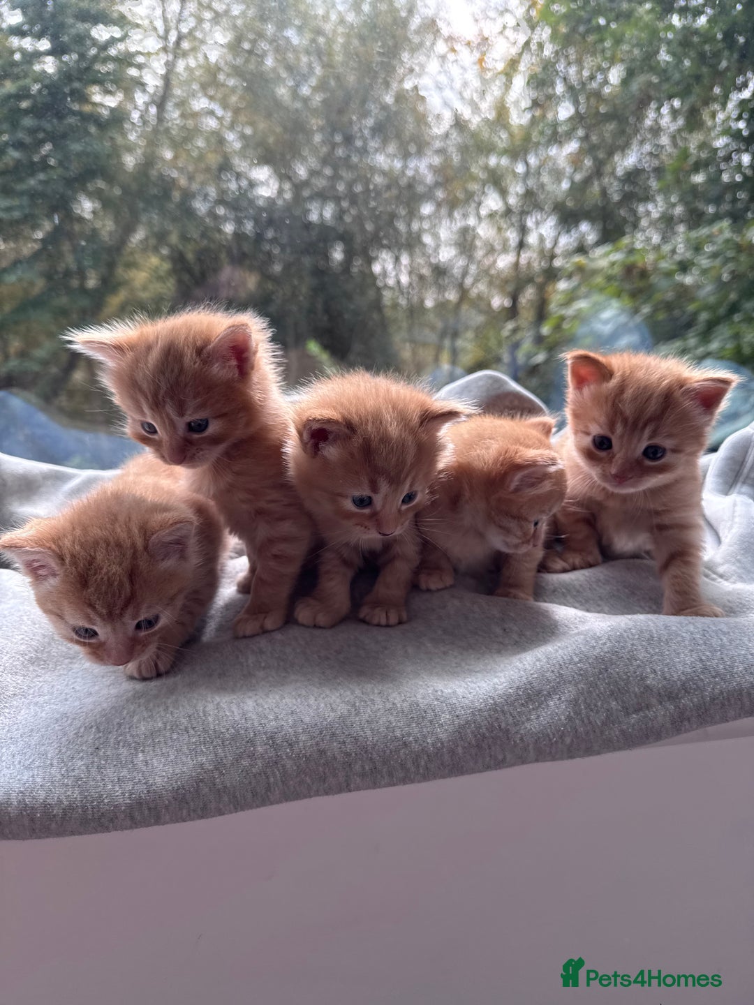 Domestic Shorthair cats for sale: Beautiful Ginger Kittens *READY TO LEAVE SOON* - Image 1