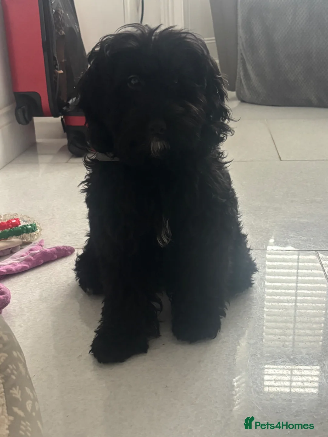 Cockapoo dogs for sale: Betty  - Advert 3