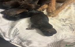 Border Terrier dogs for sale: Border terrier puppys - Image 3
