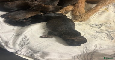 Border Terrier dogs - Advert 8