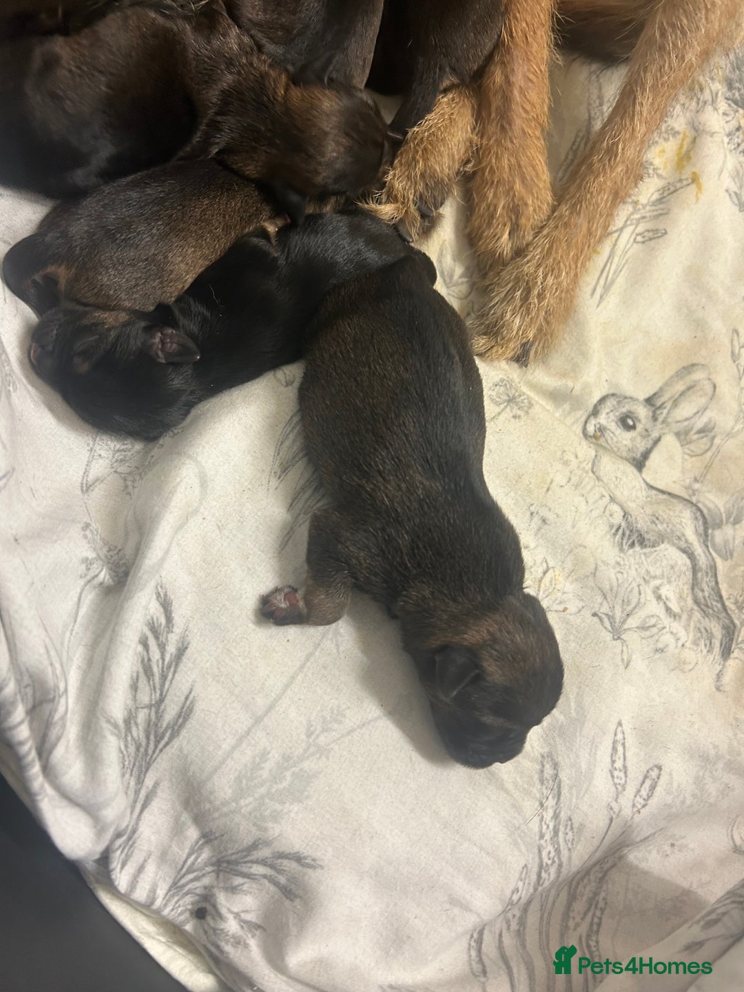 Border Terrier dogs for sale: Border terrier puppys - Image 3