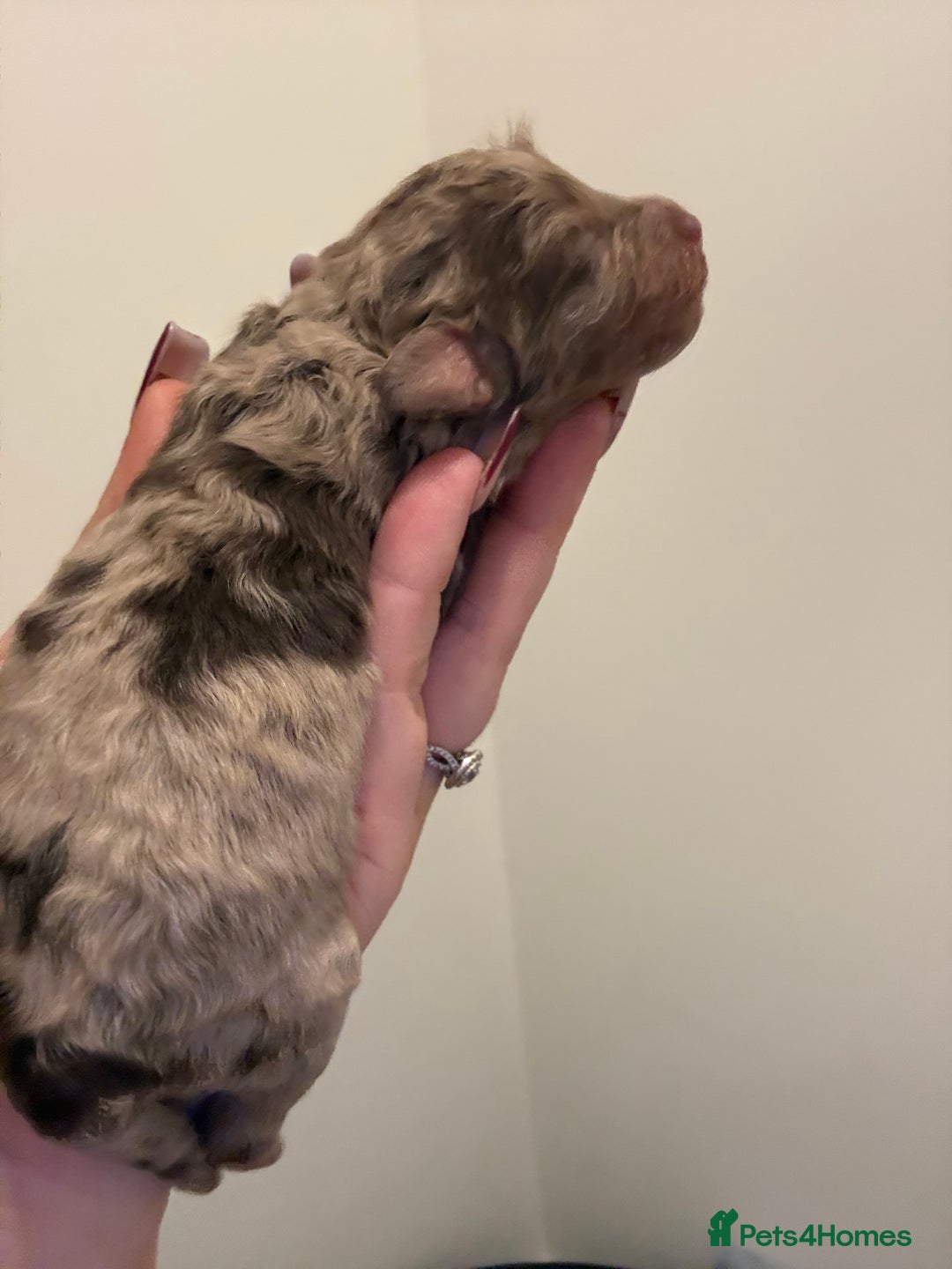 Poochon dogs for sale: 5 stunning poochon puppies with rare colourings  - Advert 6