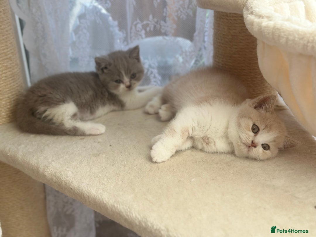 British Shorthair cats for sale: Beautiful , soft teddy bears 🩷🩷💙 - Image 13