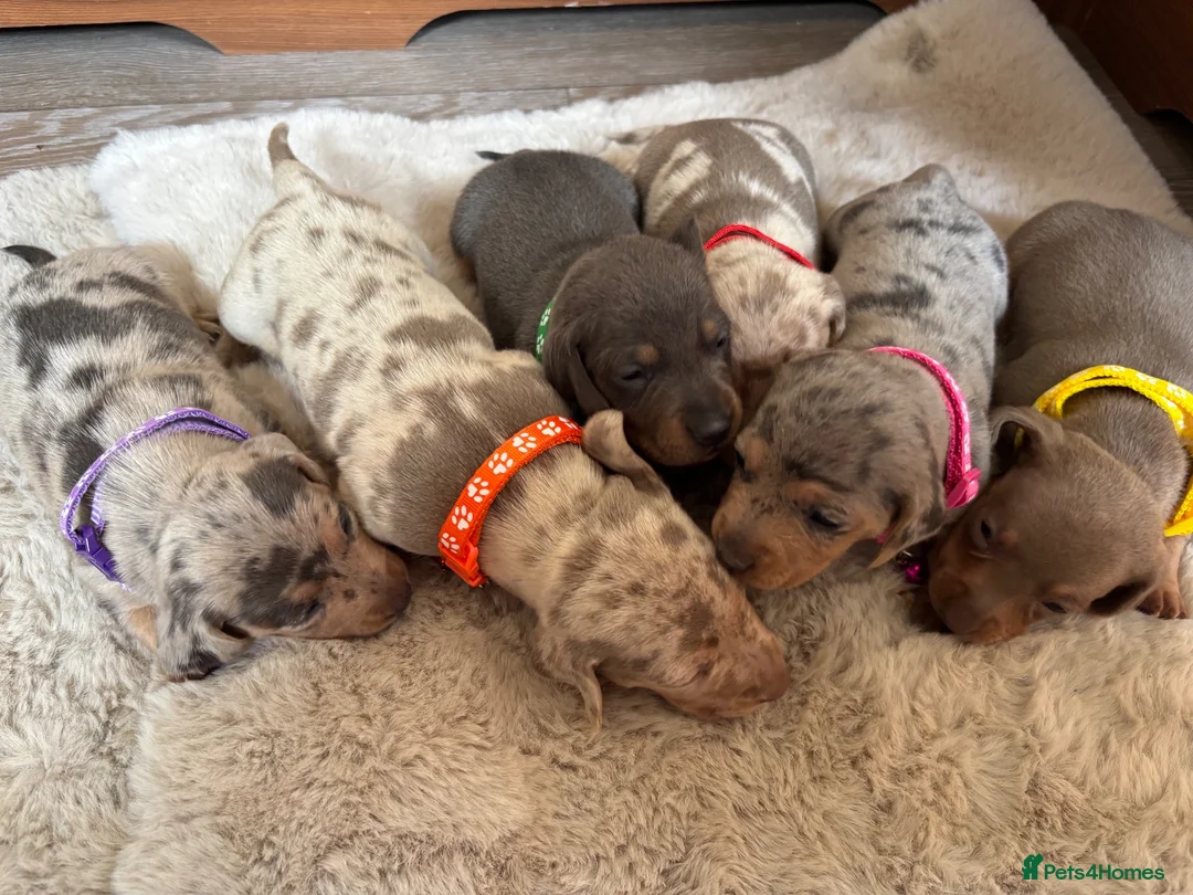 Miniature Dachshund dogs for sale: Miniature Dachshunds  in Worcester - Advert 2