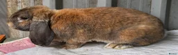 French Lop rabbits for sale: Male pure French lop  - Advert 2