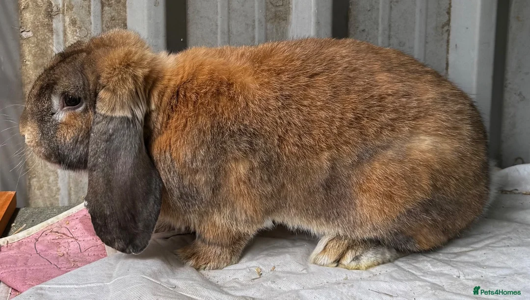 French Lop rabbits for sale: Male pure French lop  - Advert 2