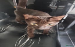 Havana Brown cats for sale: Rare Havana Brown's kittens - Image 2