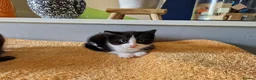 Mixed Breed cats for sale: Noodle the boy cat  - Advert 2