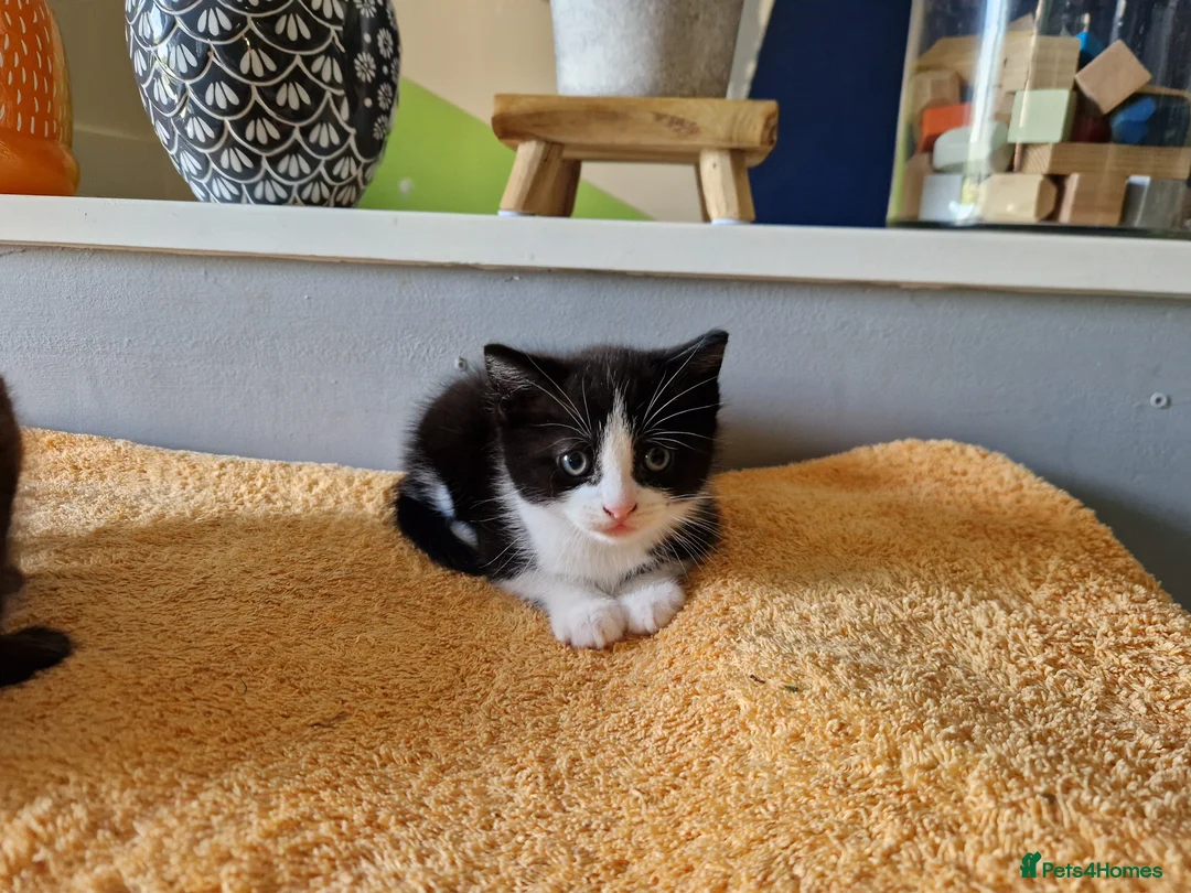 Mixed Breed cats for sale: Noodle the boy cat  - Advert 2